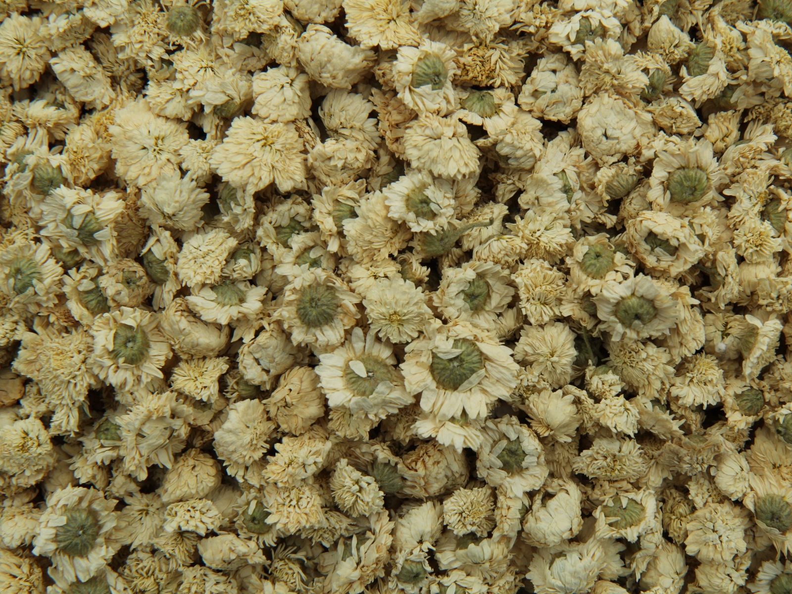 Chamomille romaine fleur Chamomille romaine fleur