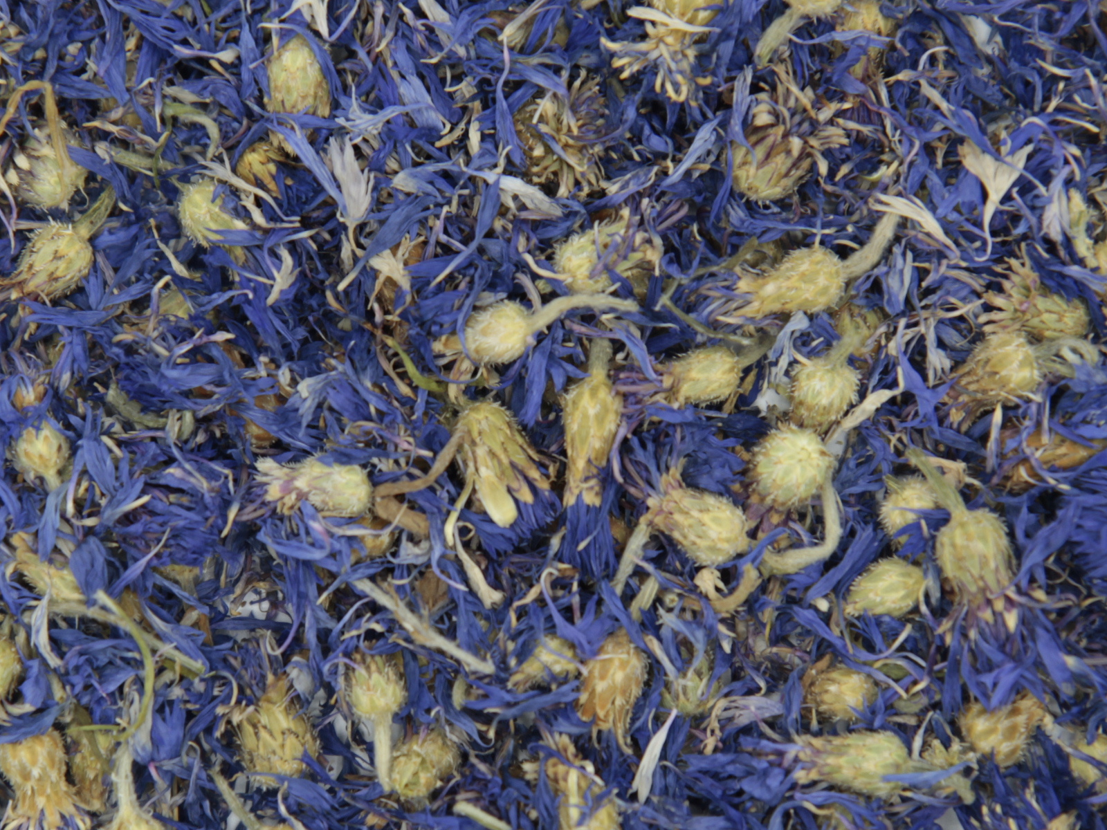 Bleuet avec calice Bleuet avec calice