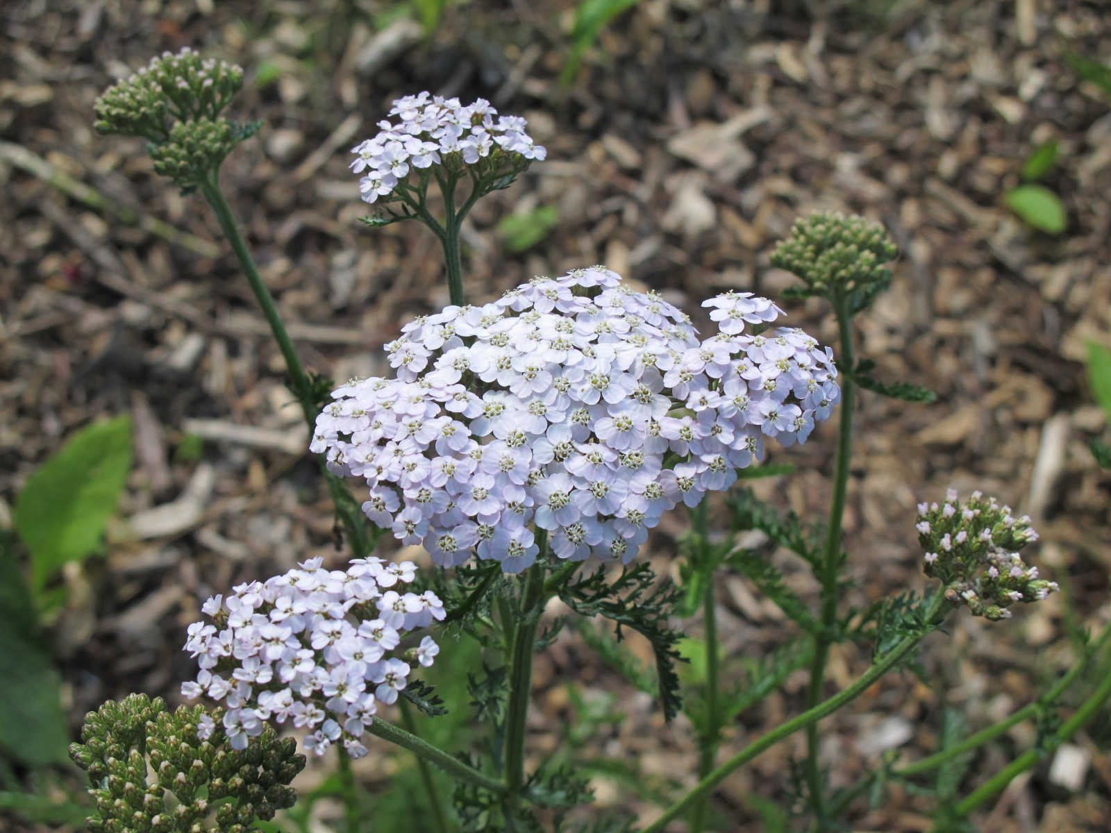 Yarrow-herb Extra quality