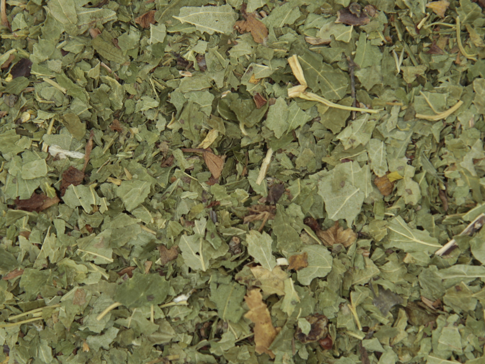 Cassis baie feuille Cassis baie feuille