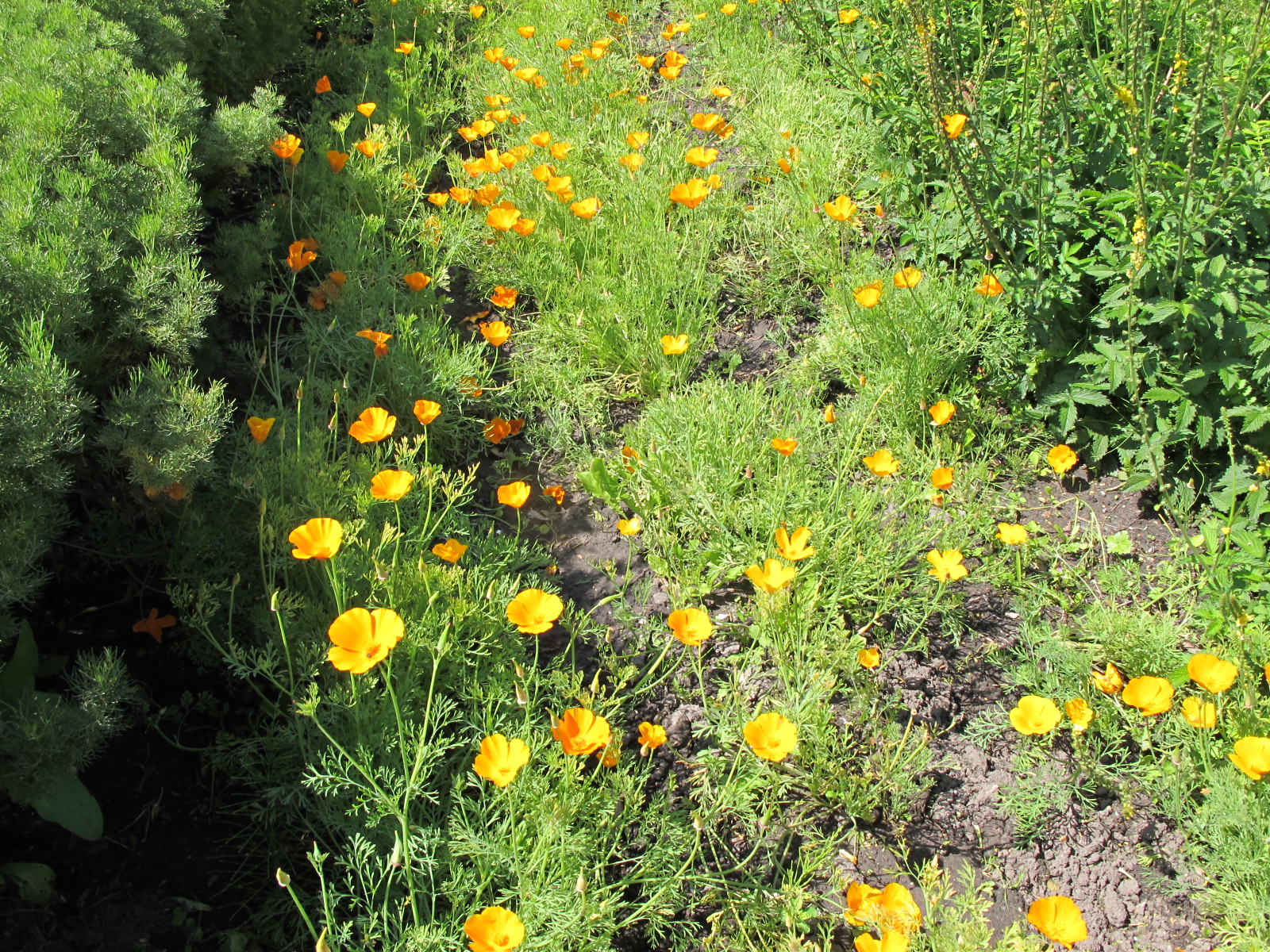 California poppy - tincture 100 ml