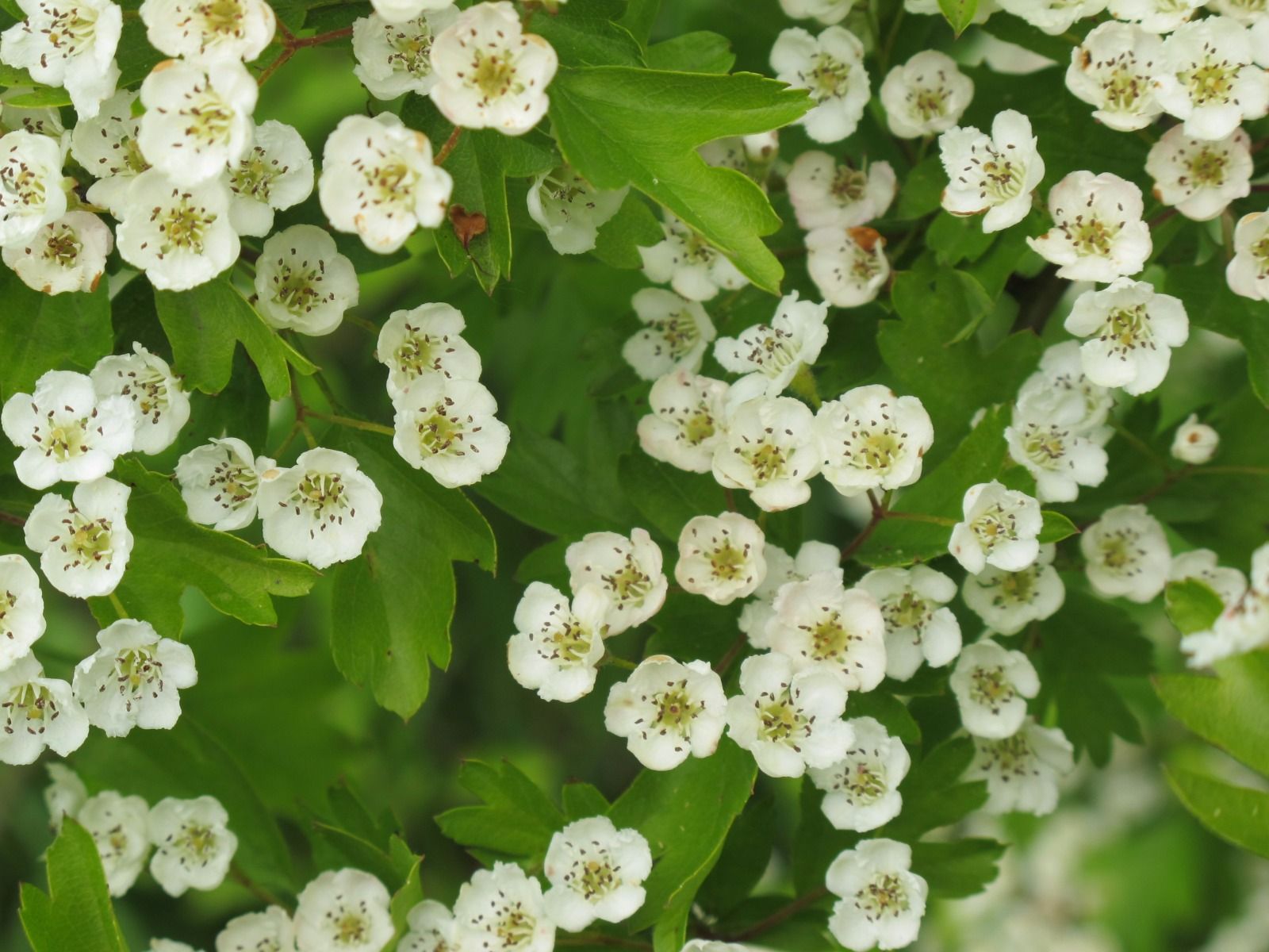 Hawthorn flower - tincture 100 ml