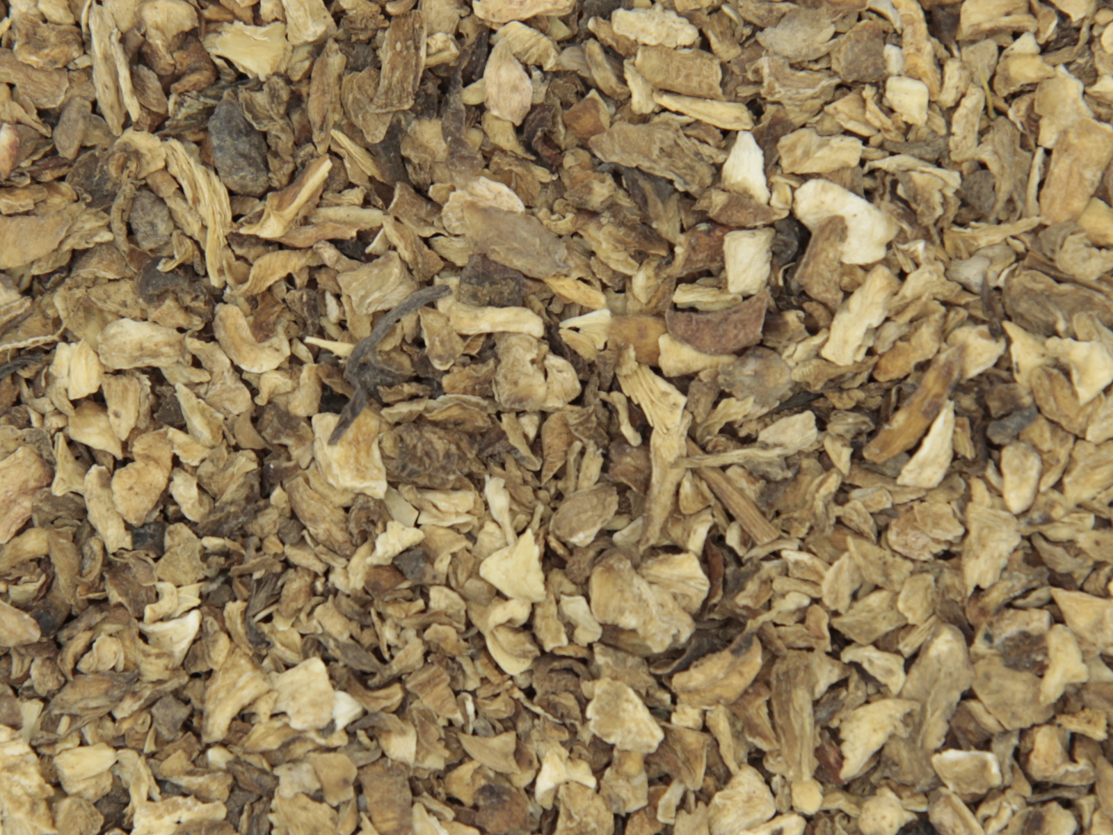 Chicoree racine Chicoree racine