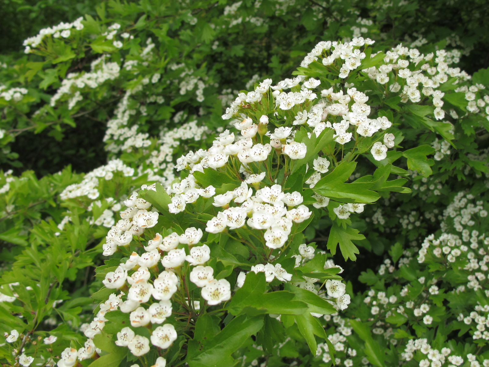 Aubepine fleur