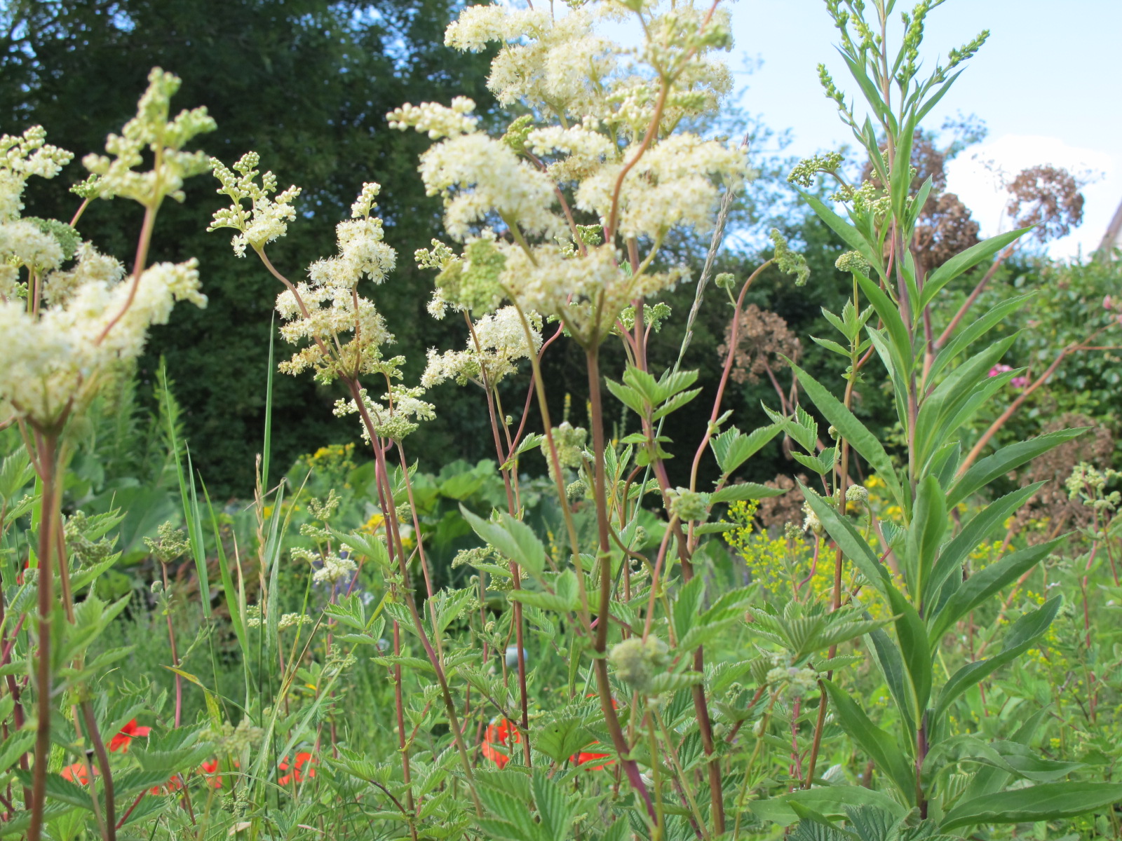 Meadowsweet flowers - tincture 100 ml