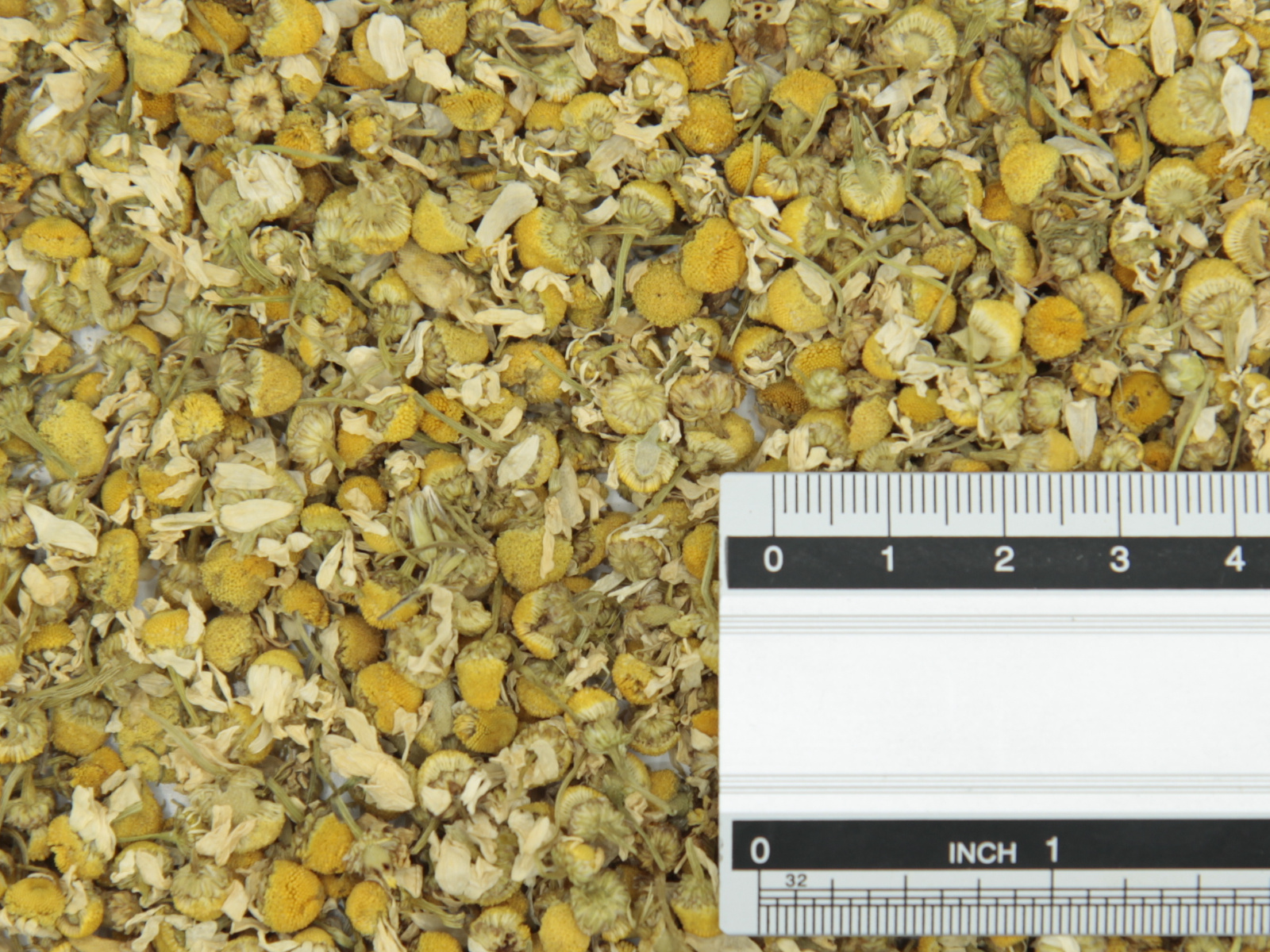 Camomile