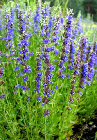 Hyssop - tincture 100 ml