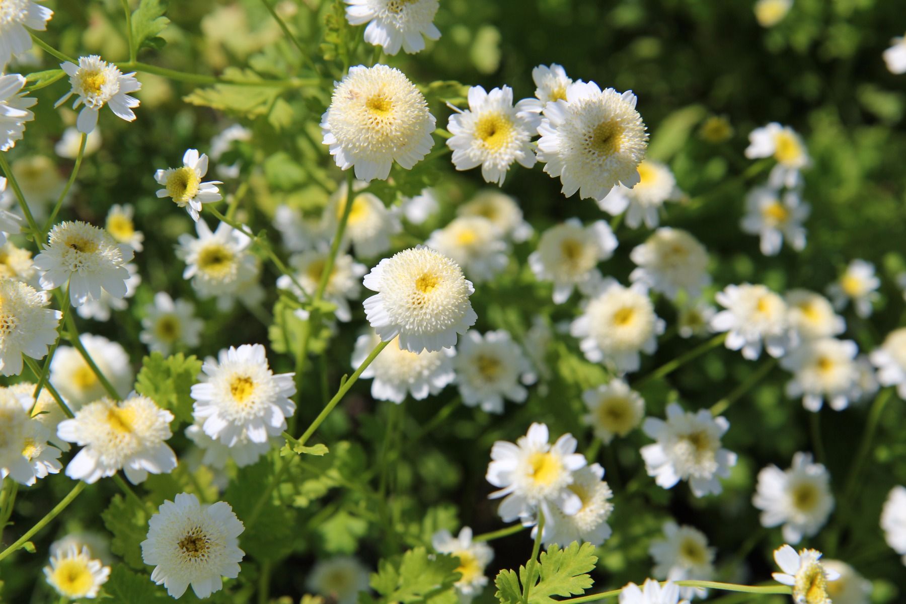 Feverfew tincture - tincture 100 ml