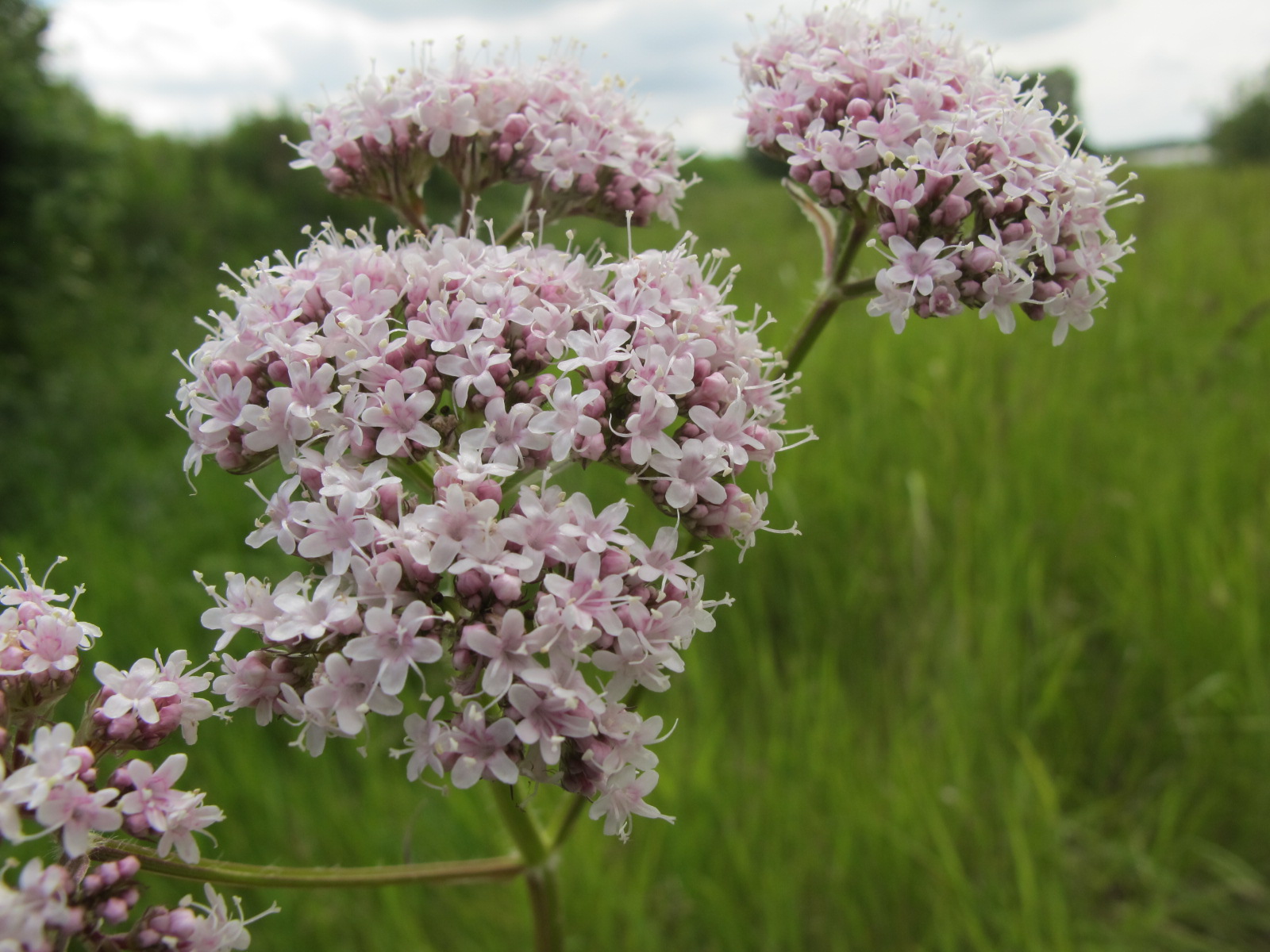 Valerian root