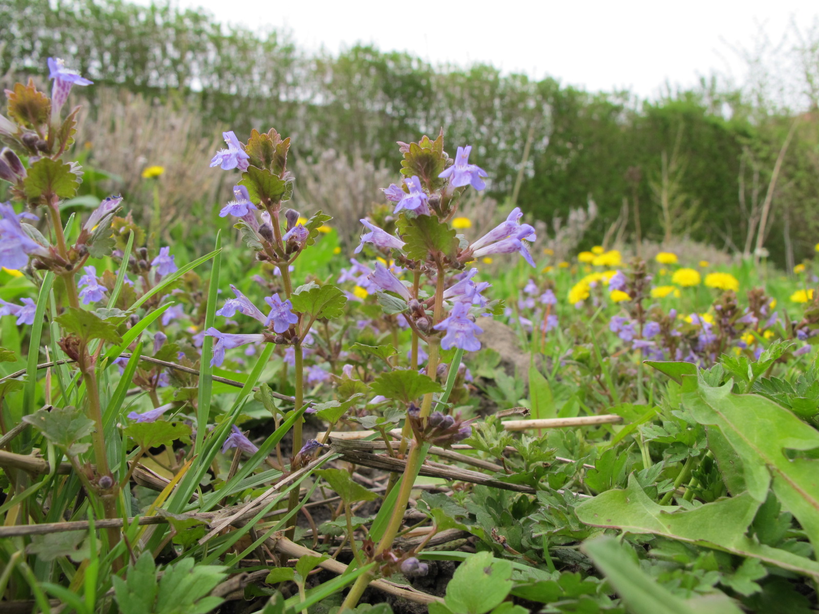 Ground Ivy - tincture 100 ml