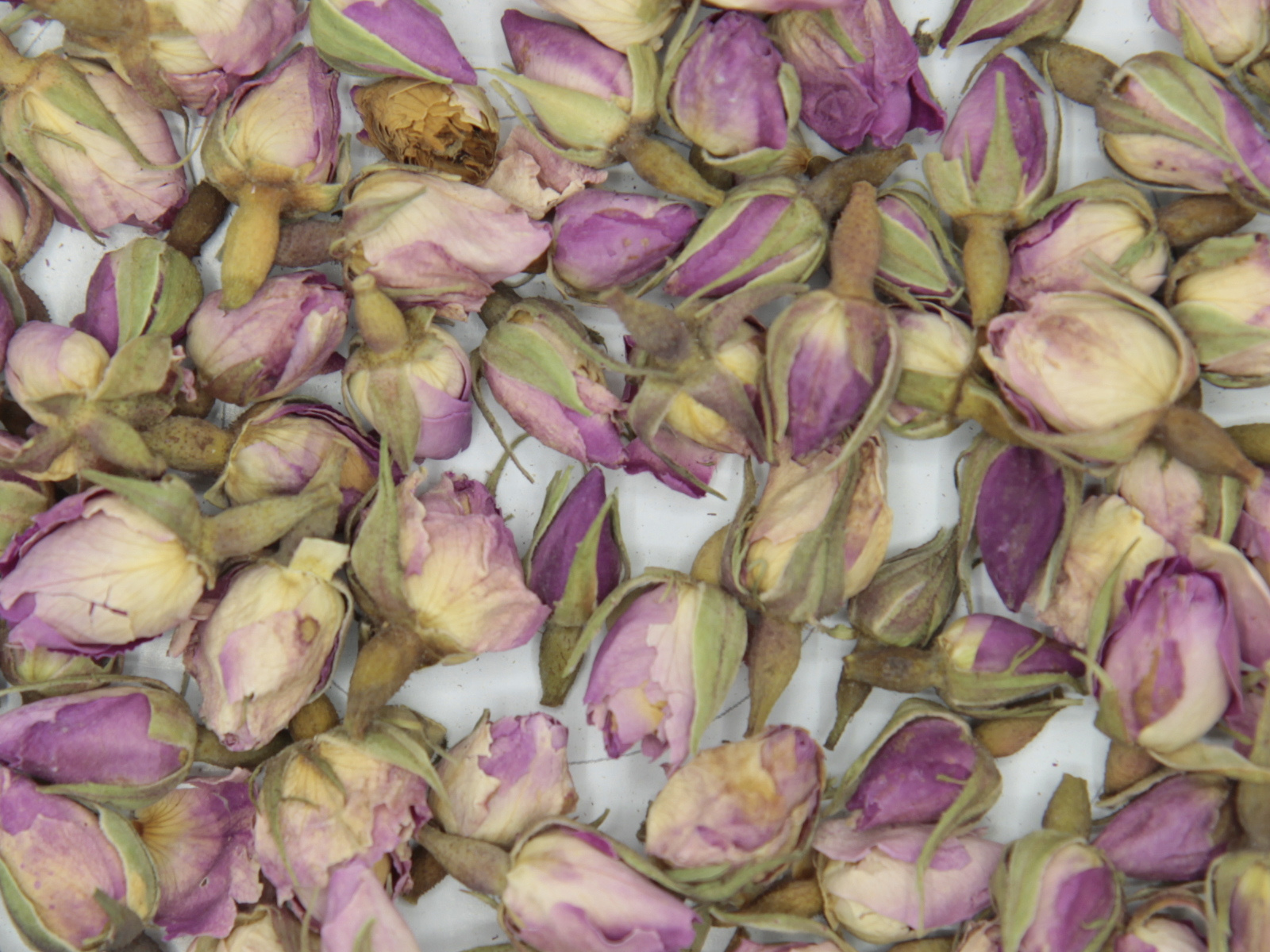 Rose buds color pink