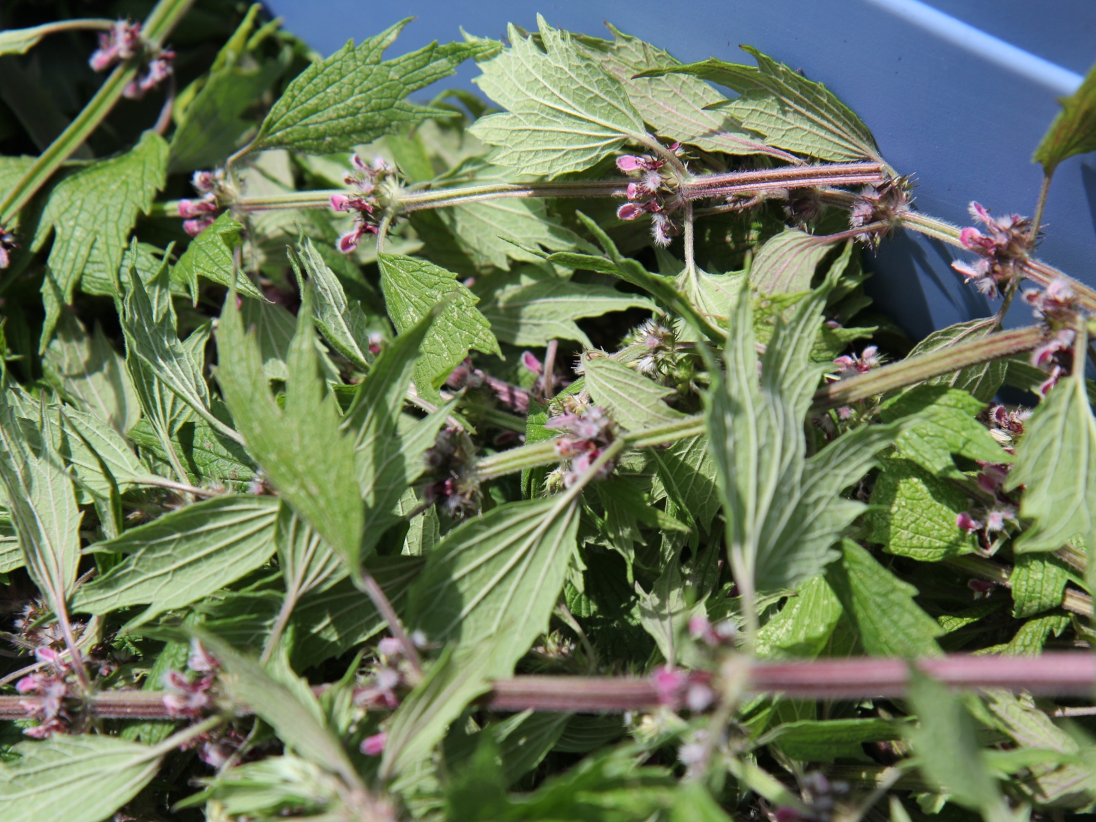 Motherwort herb - tincture 100 ml