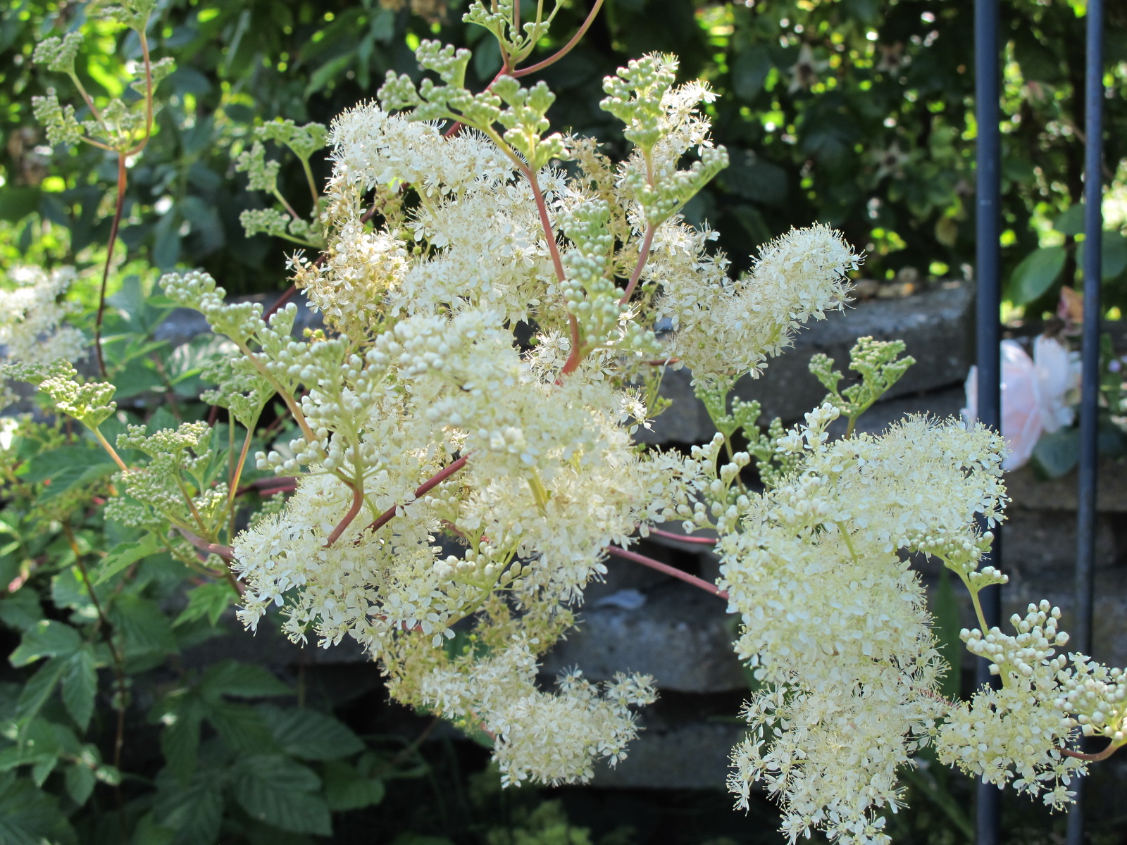 Meadowsweet flowers - tincture 100 ml