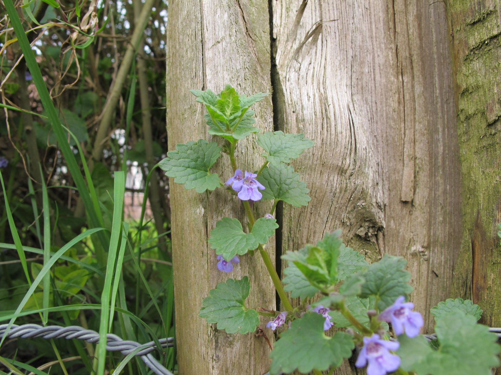 Ground Ivy - tincture 100 ml