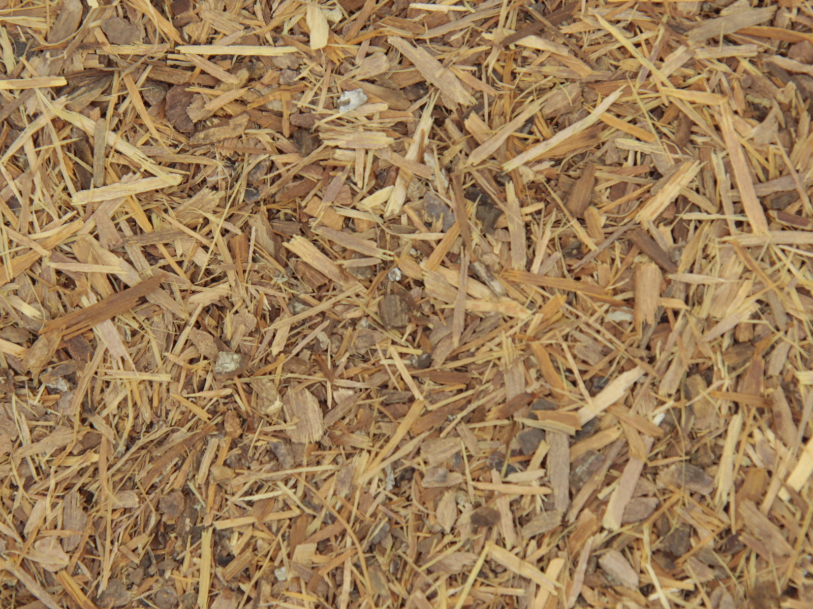 Catuaba Ecorce Catuaba Ecorce