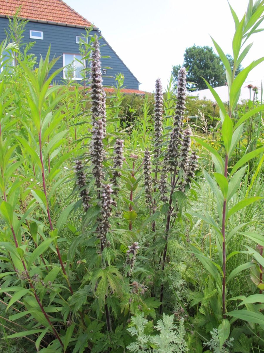 Motherwort herb - tincture 100 ml