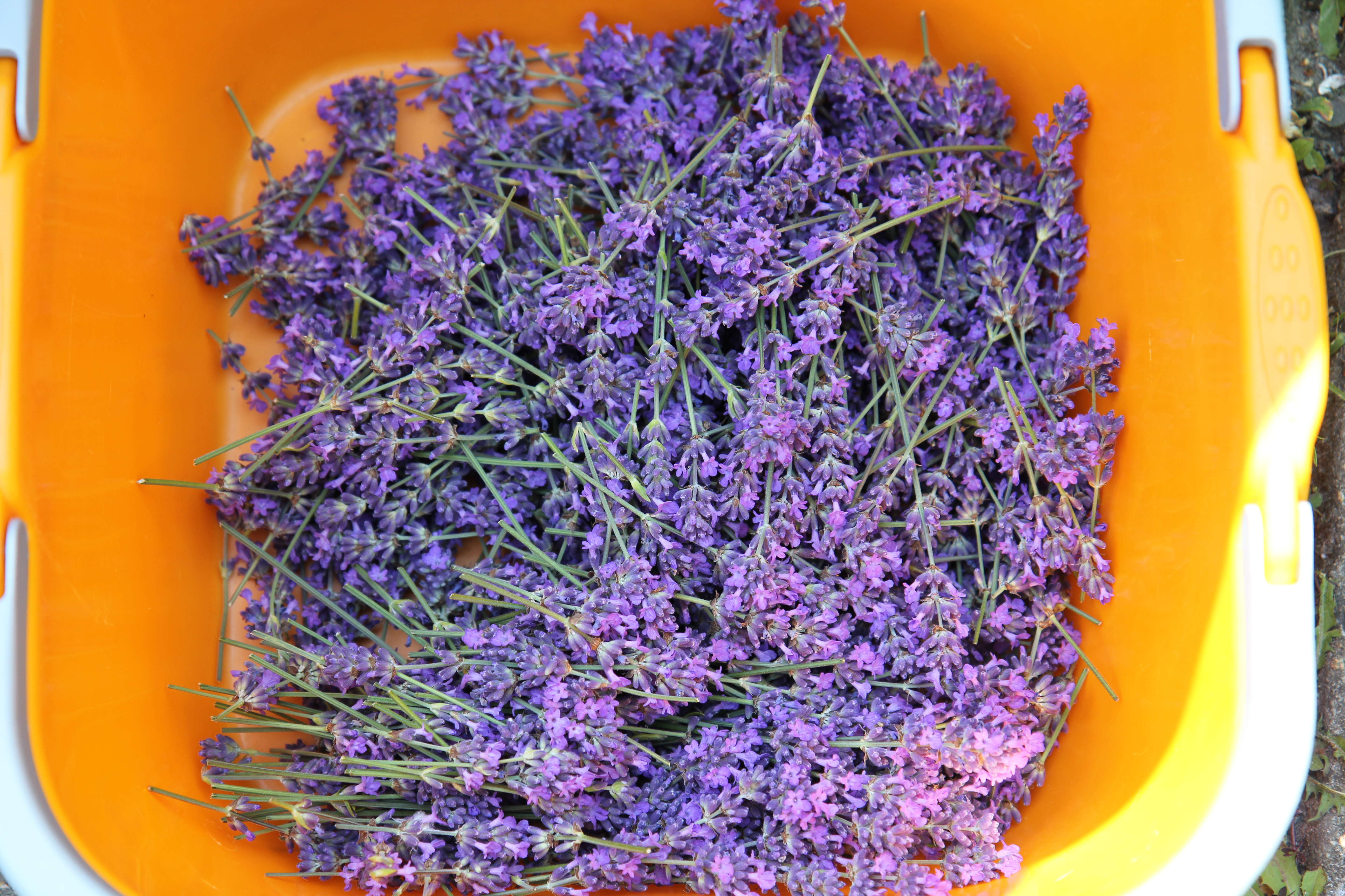 Lavendel-tinctuur 100 ml