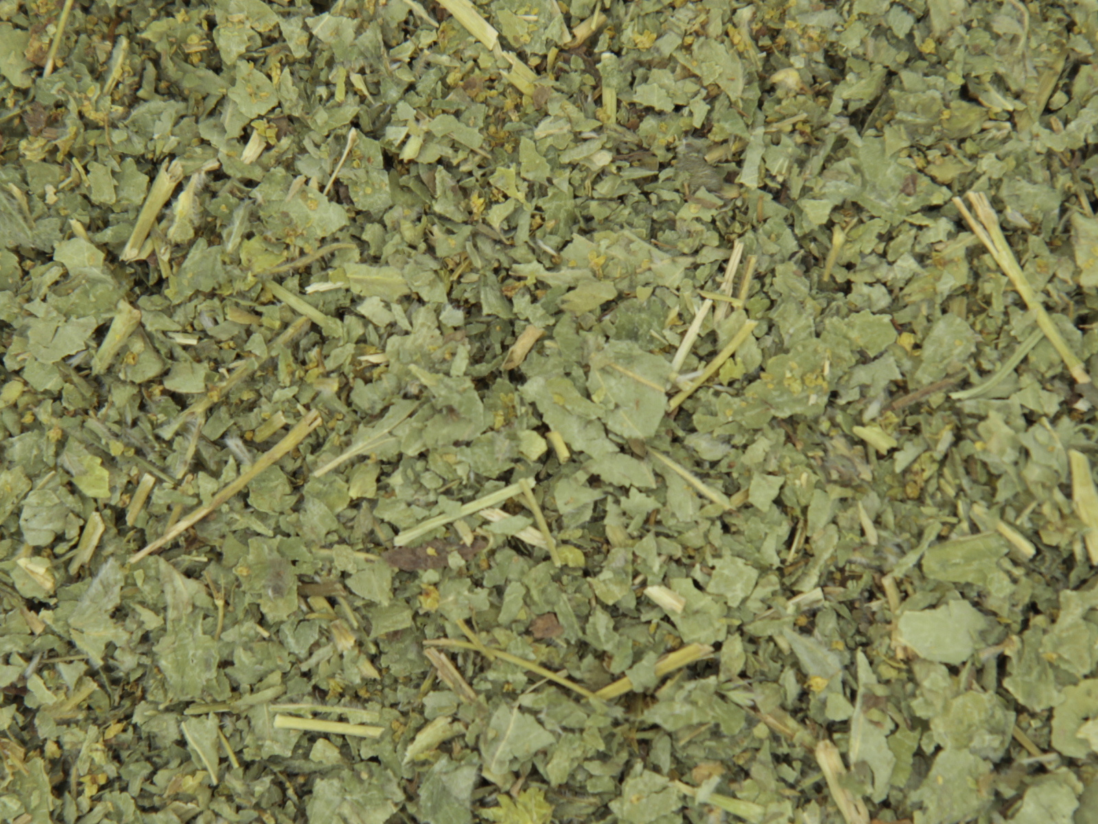 Alchemille vulgaire herbe Alchemille vulgaire herbe