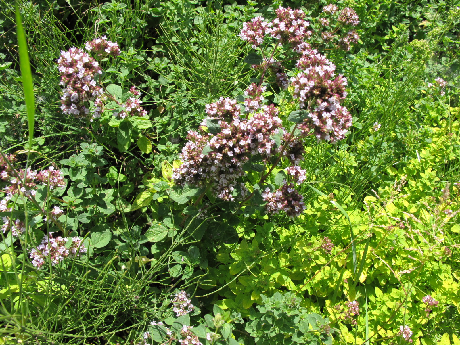 Marjoram flowers - tincture 100 ml