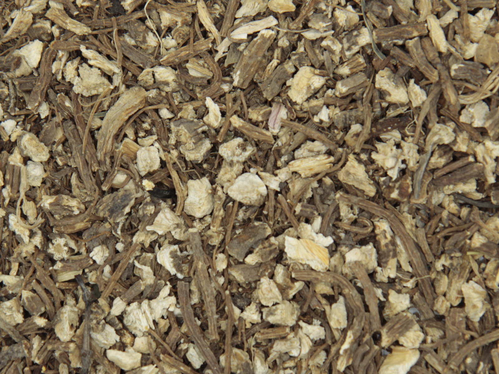 Angelique racine Angelique racine