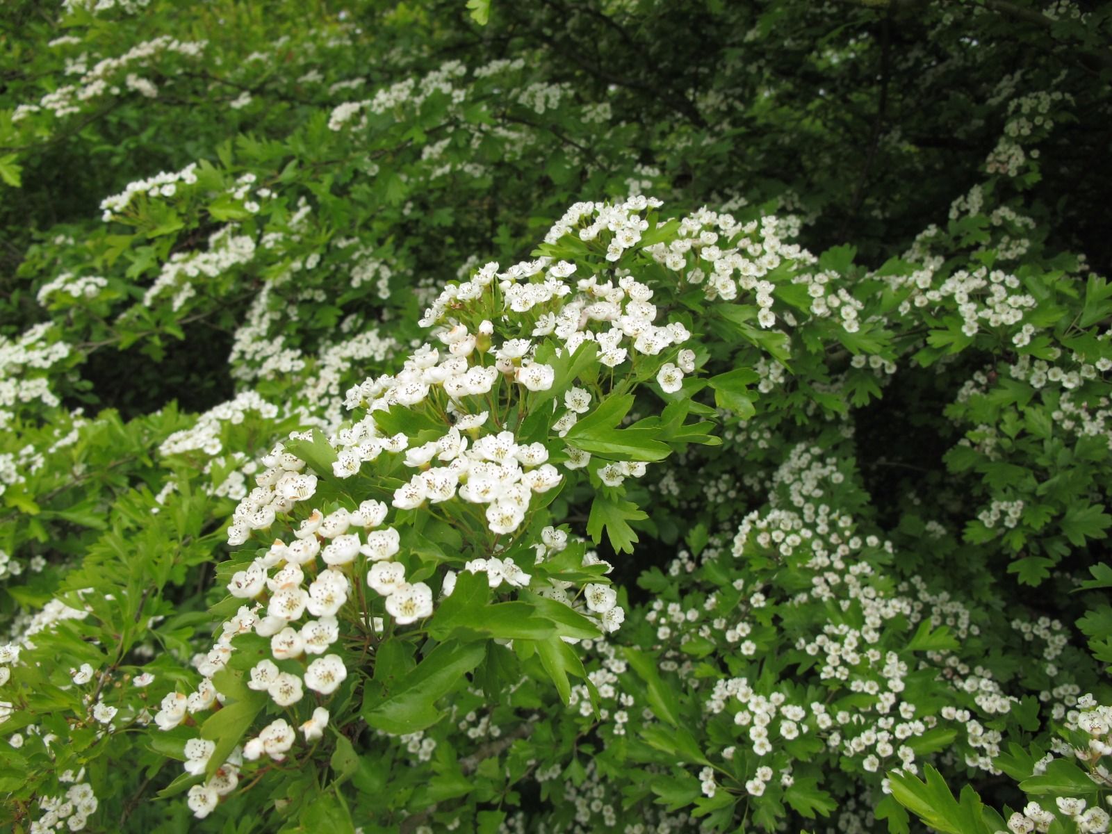 Hawthorn flower - tincture 100 ml