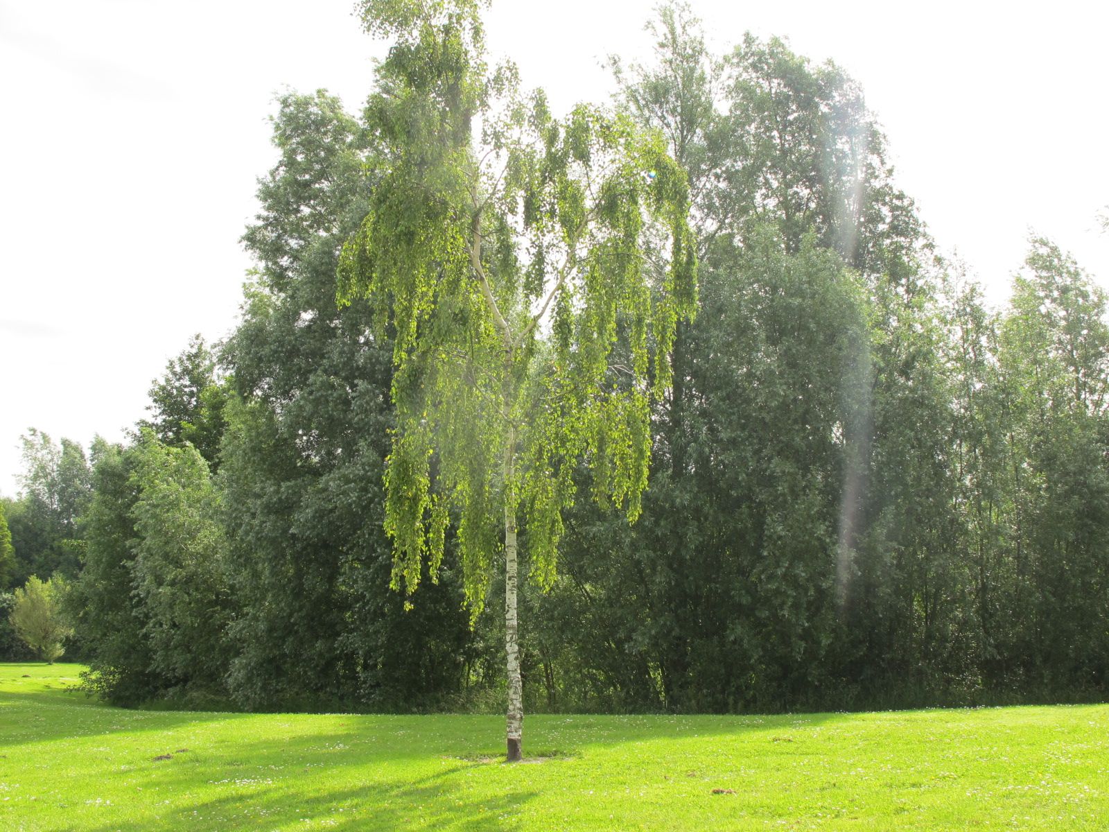 Birch leaves