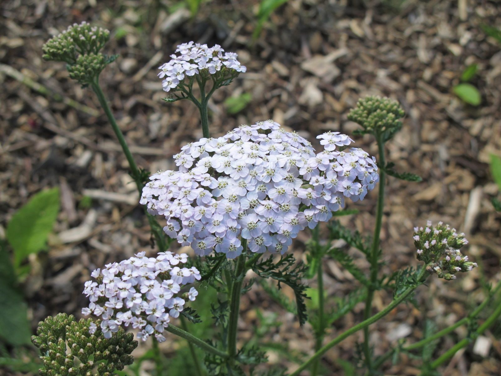 Yarrow herb flowers