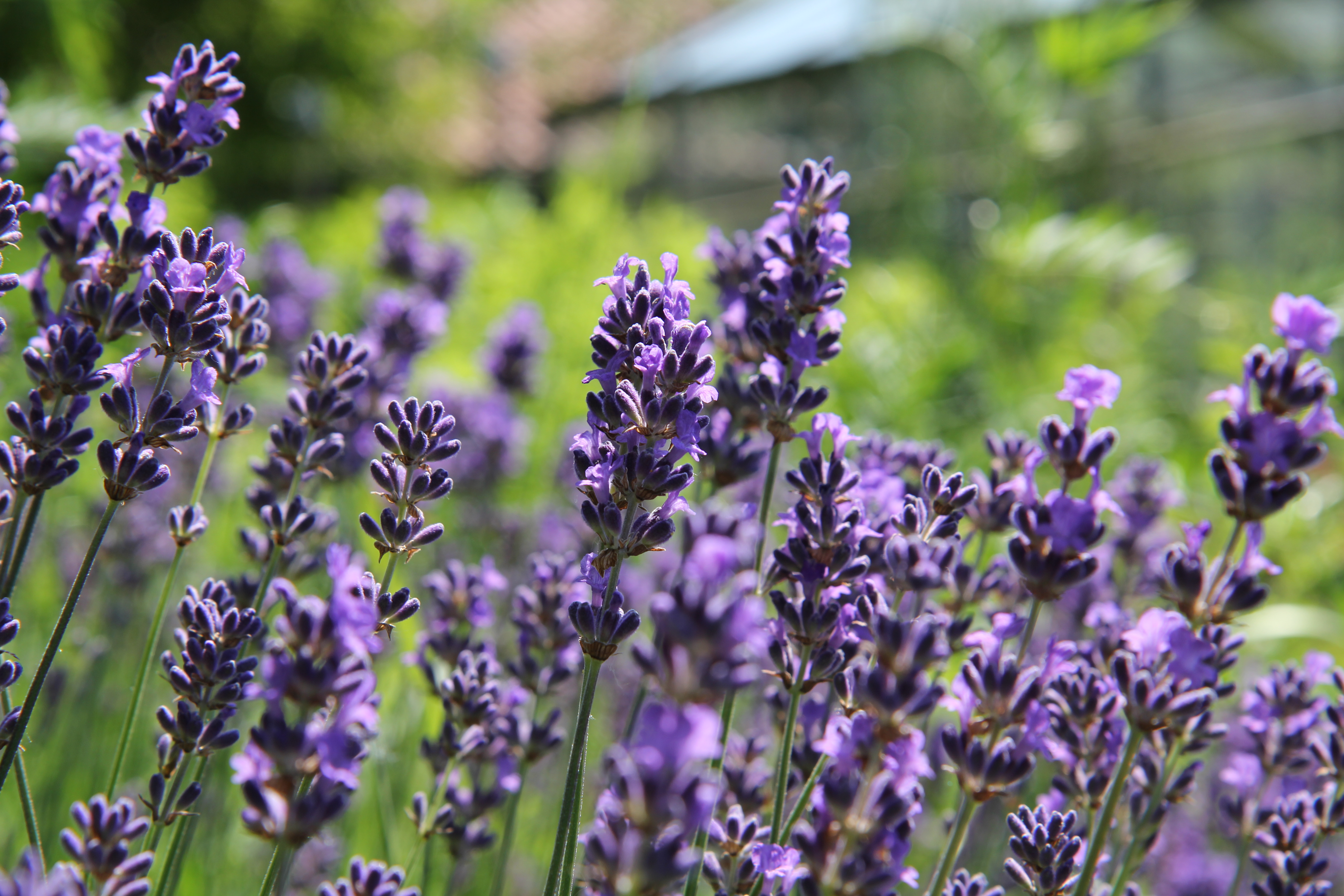 Lavender - tincture 100 ml