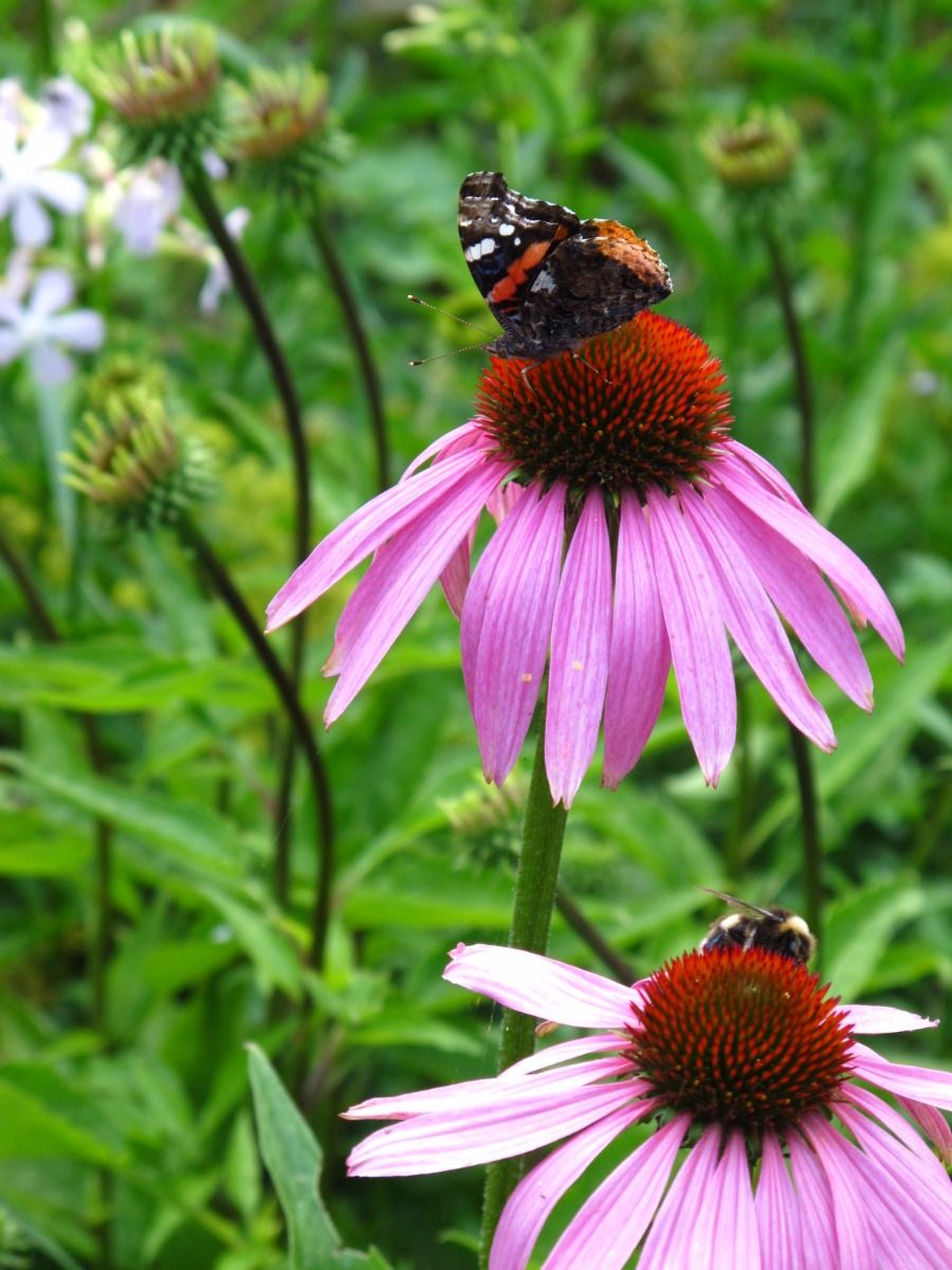 Echinacea (rode zonnehoed)