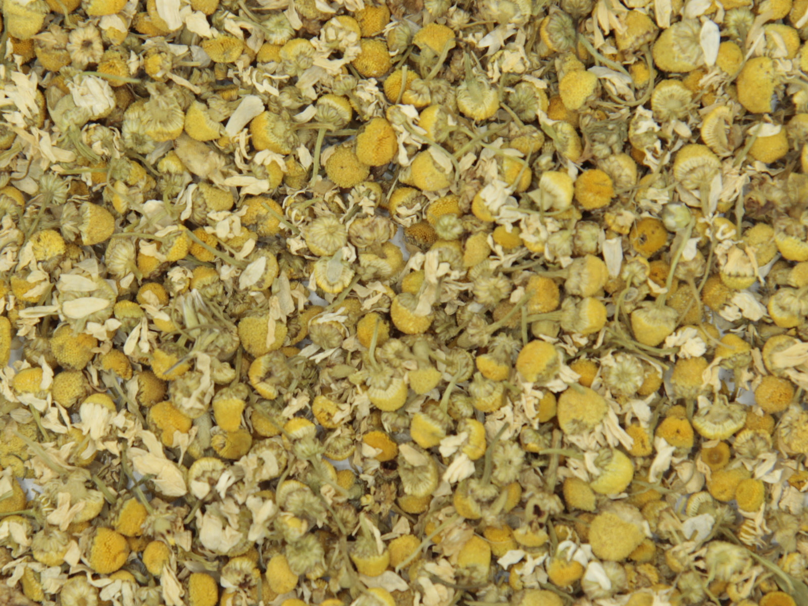 Camomile