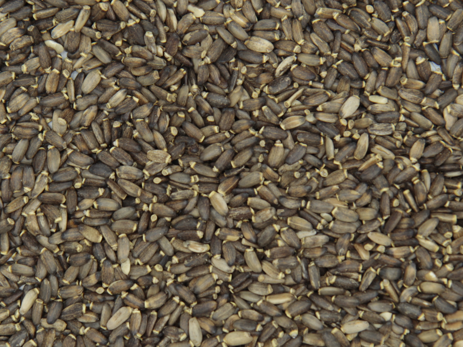 Chardon marie fruit Chardon marie fruit