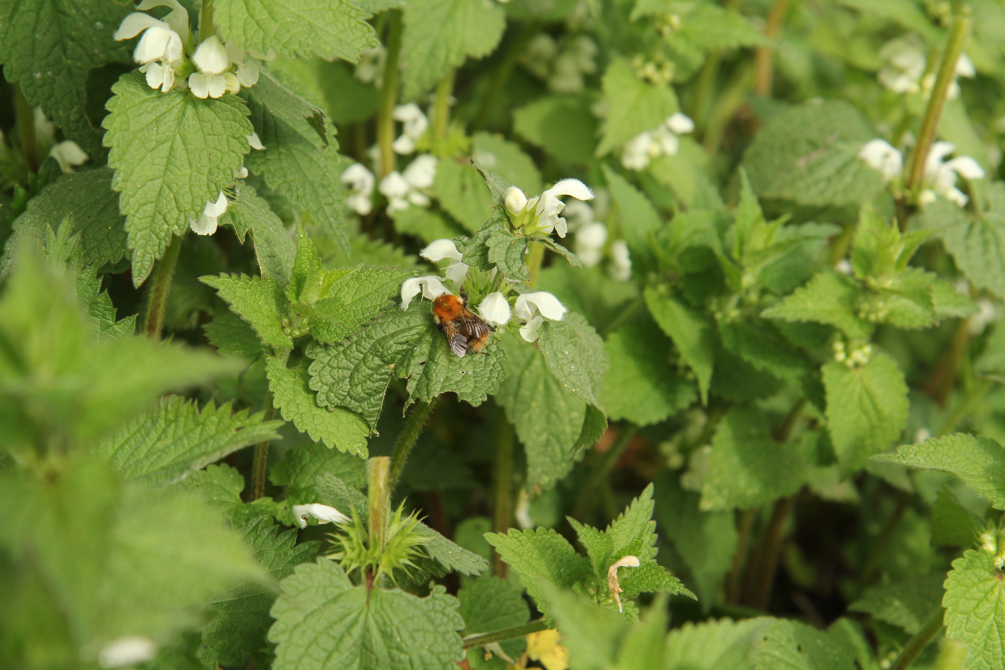 Deadnettle herb - tincture 100 ml