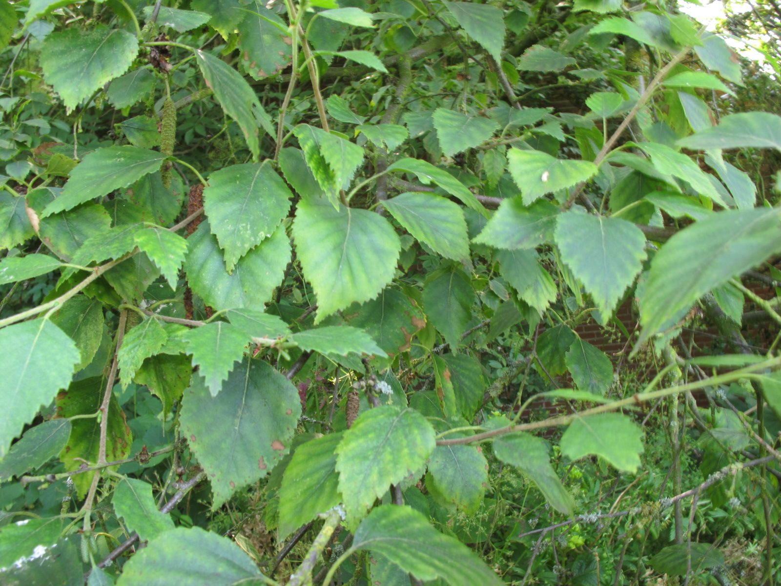 Birch leaves