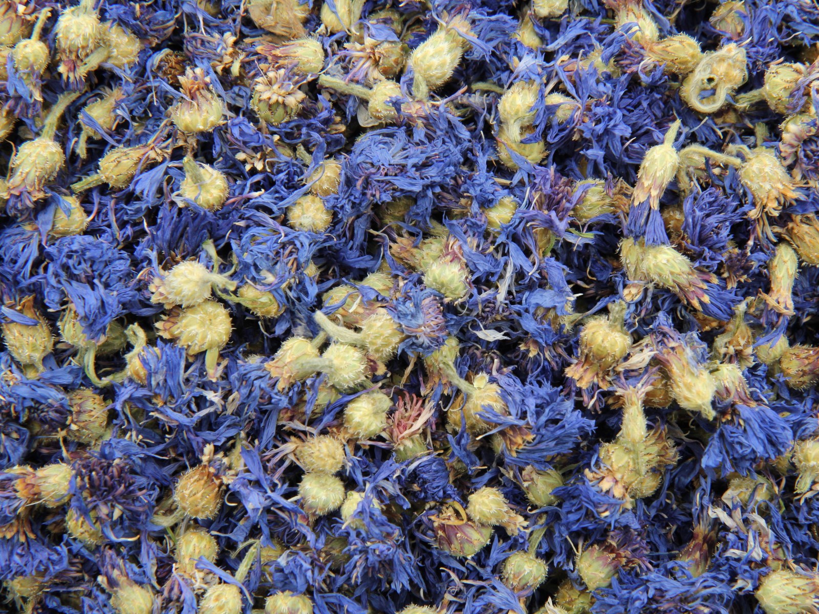 Cornflowers with calyx