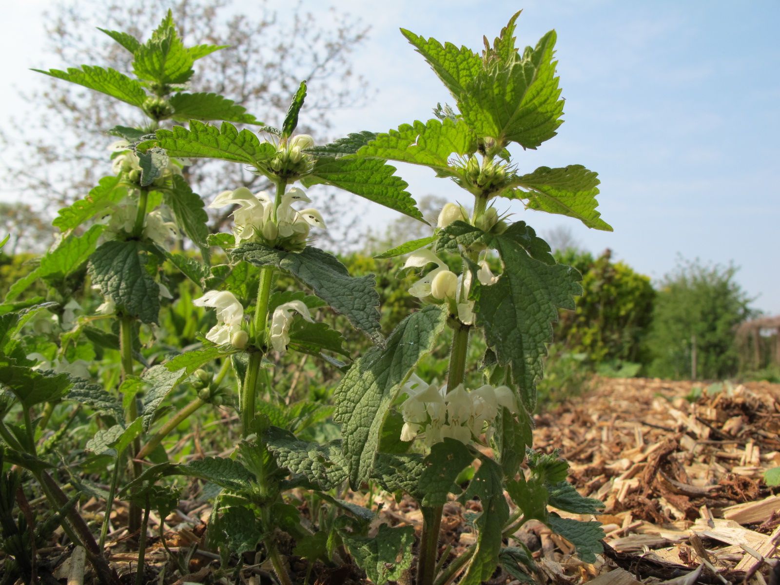 Deadnettle herb