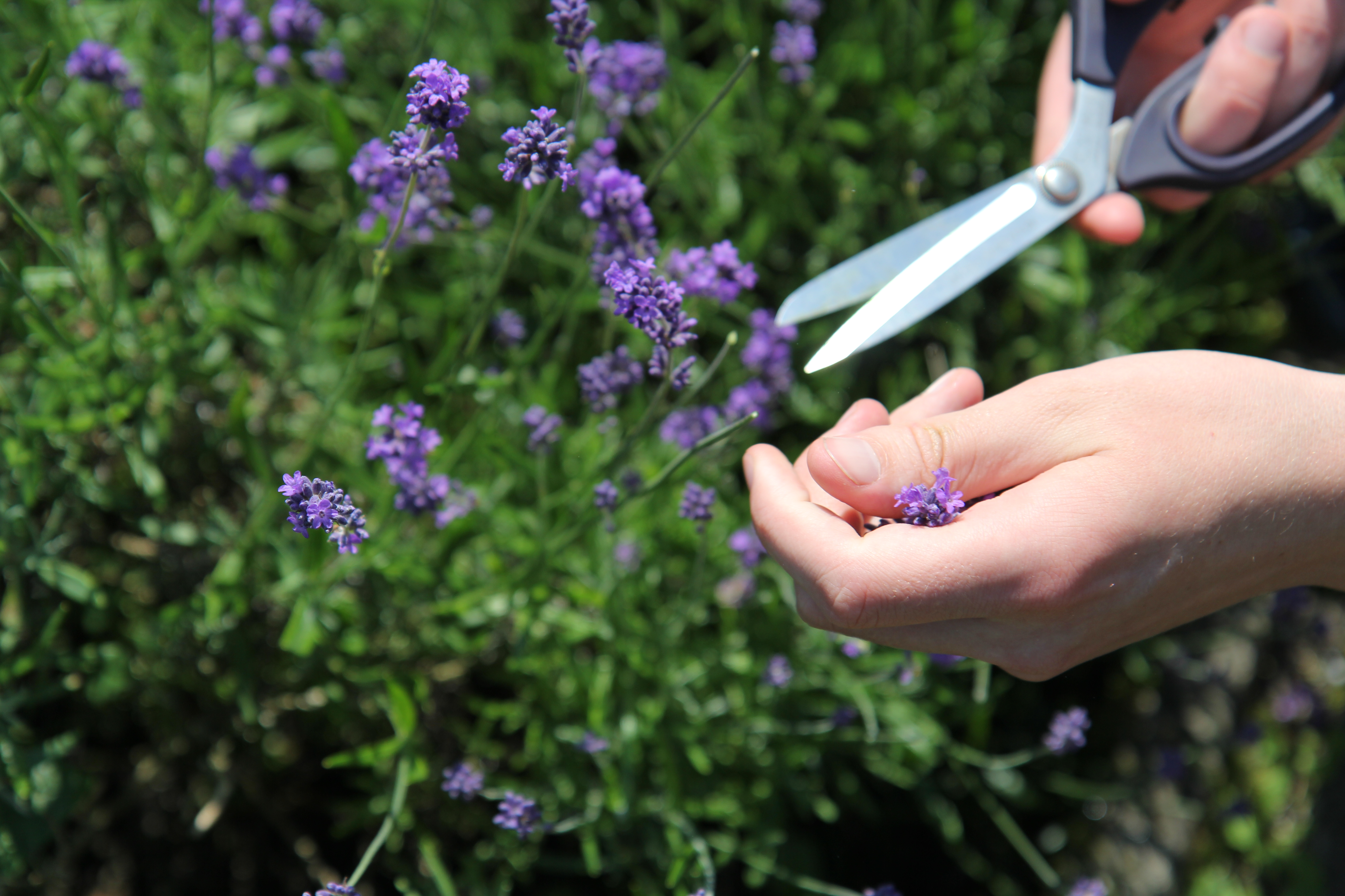 Lavendel-tinctuur 100 ml