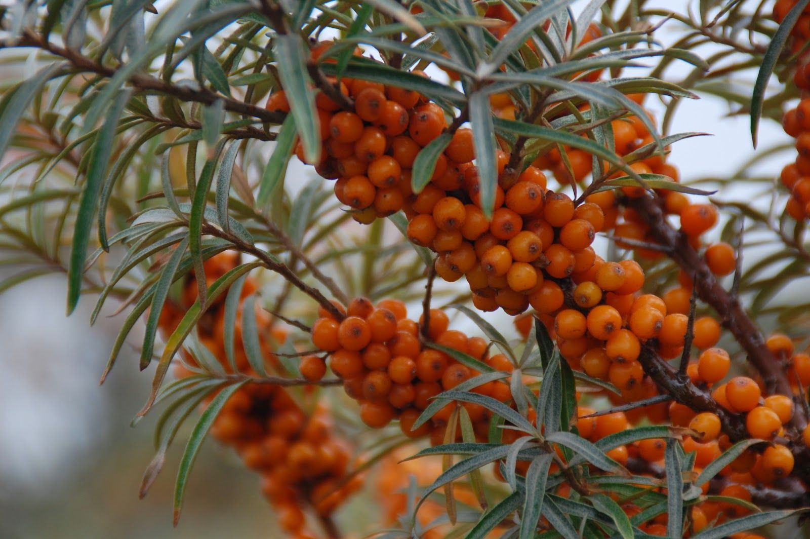 Sea buckthorn berries