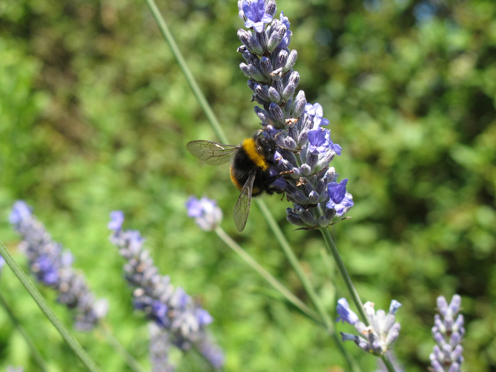 Lavender - tincture 100 ml