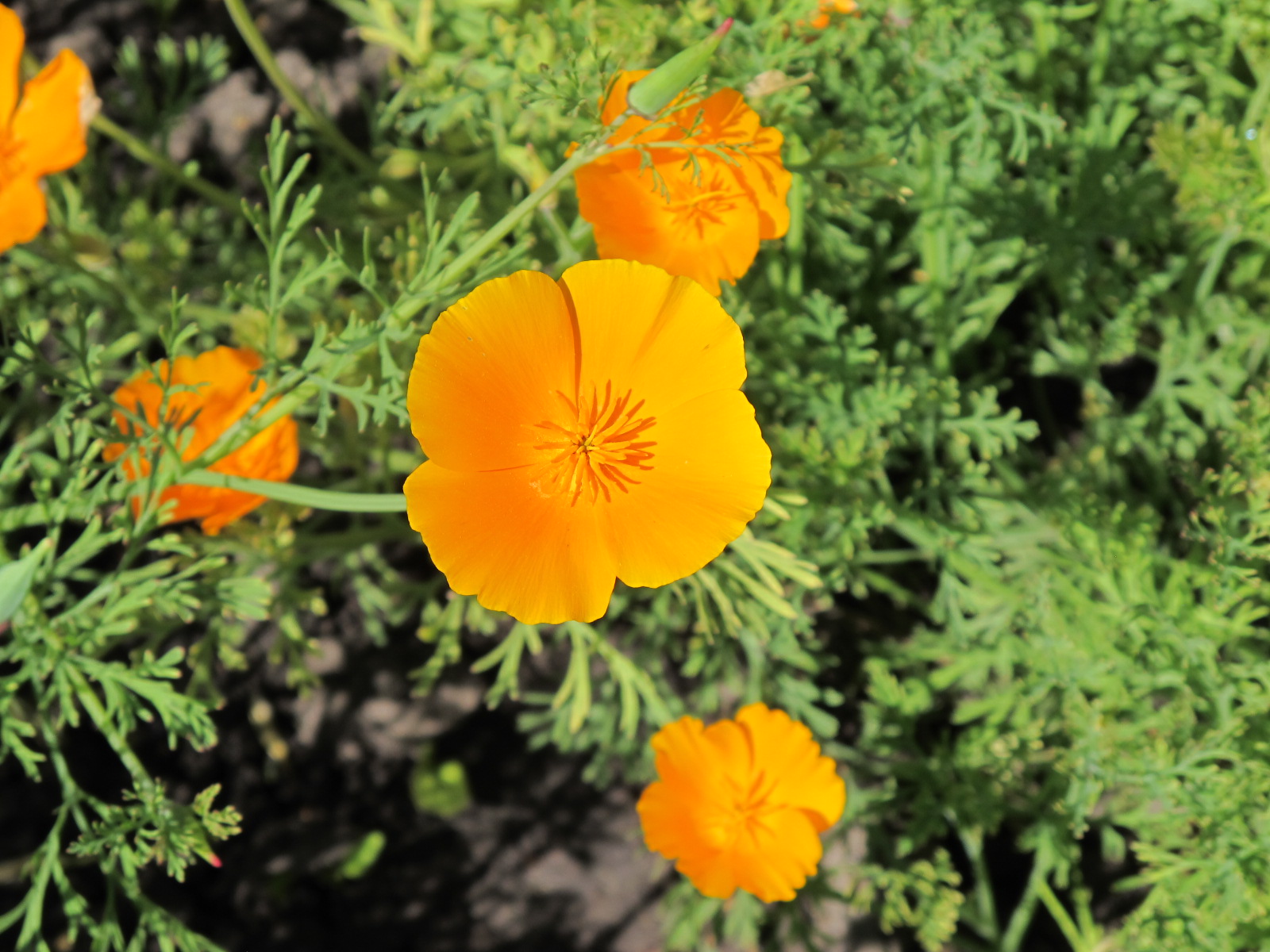 California poppy - tincture 100 ml