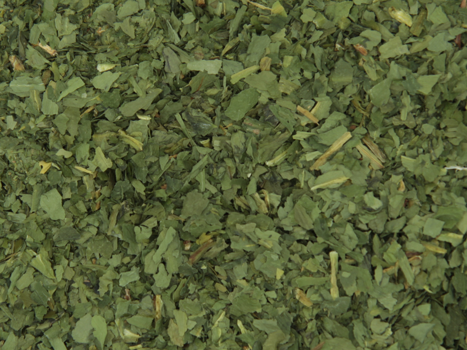 Ail des ours feuille Ail des ours feuille