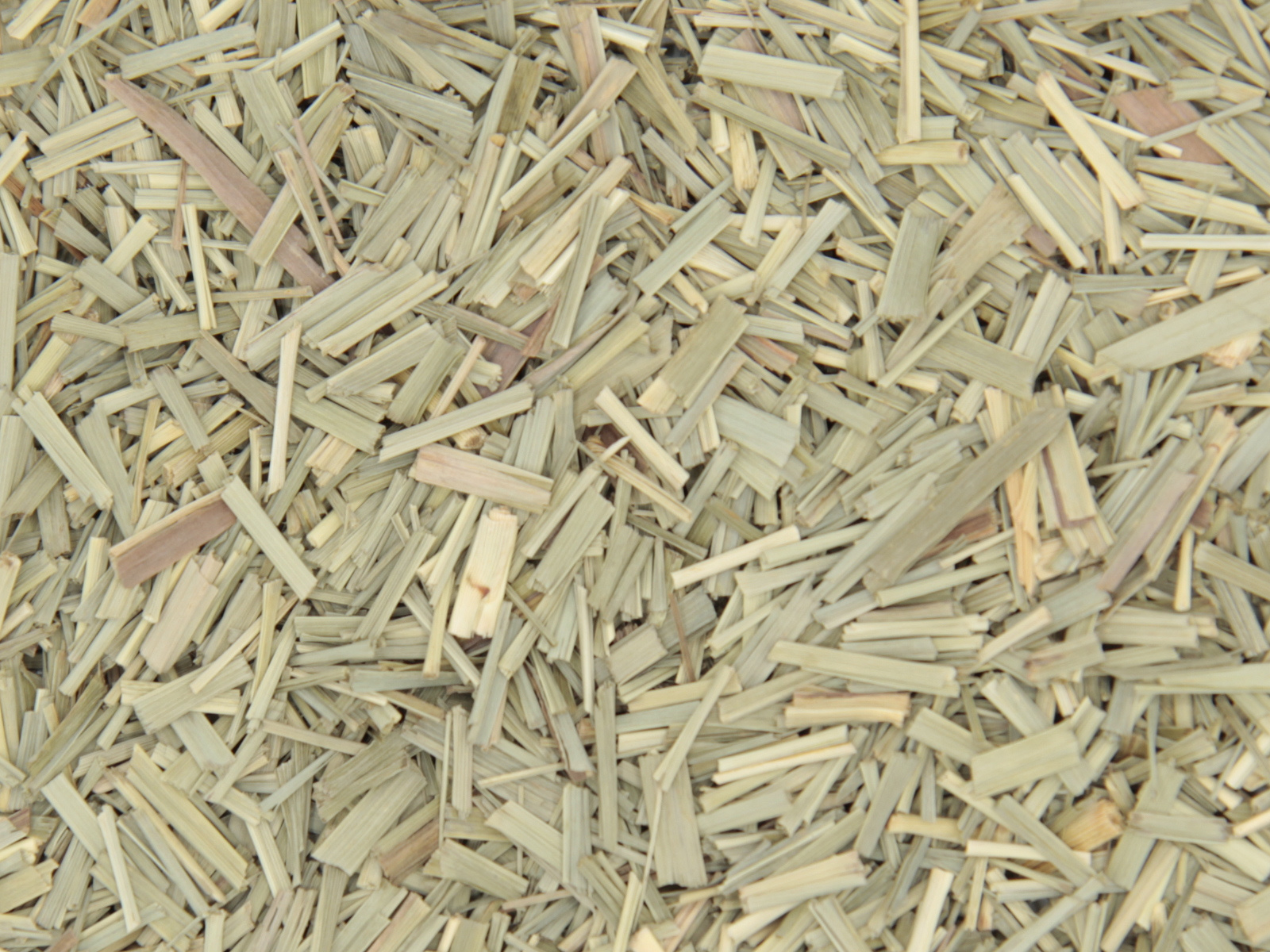 Citronelle odorante herbe Citronelle odorante herbe