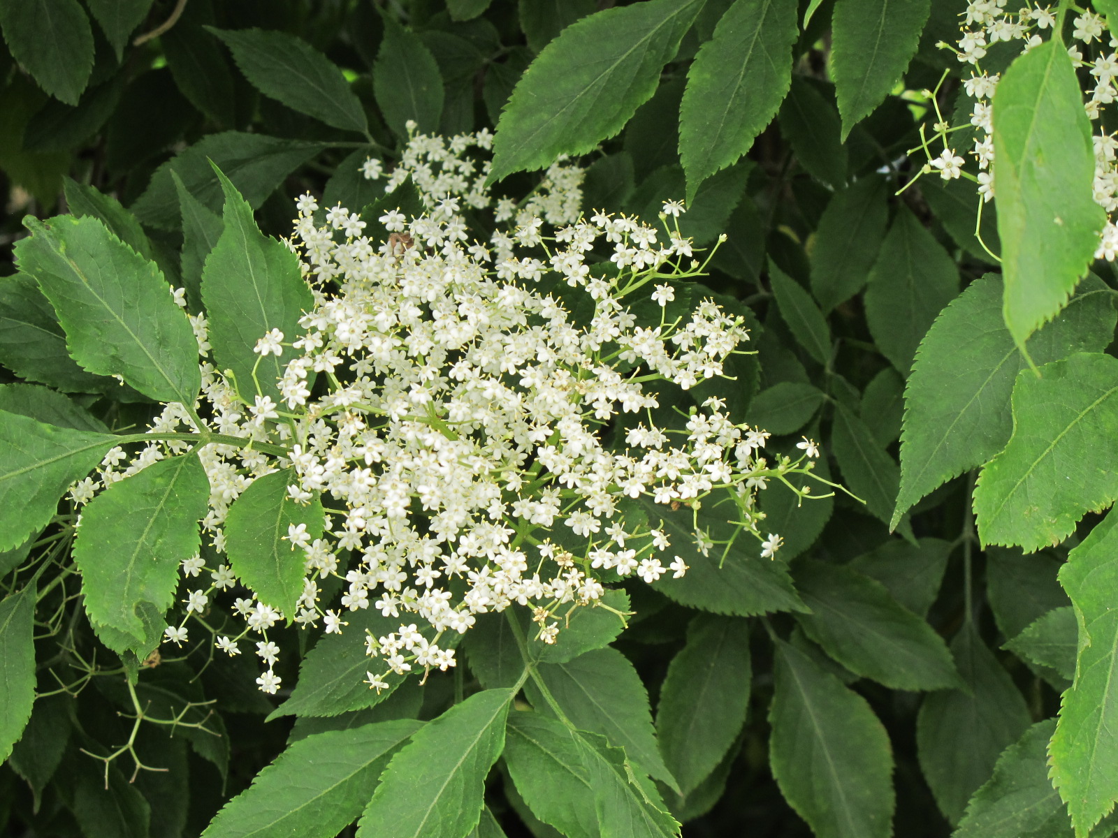 Elder flowers - tincture 100 ml