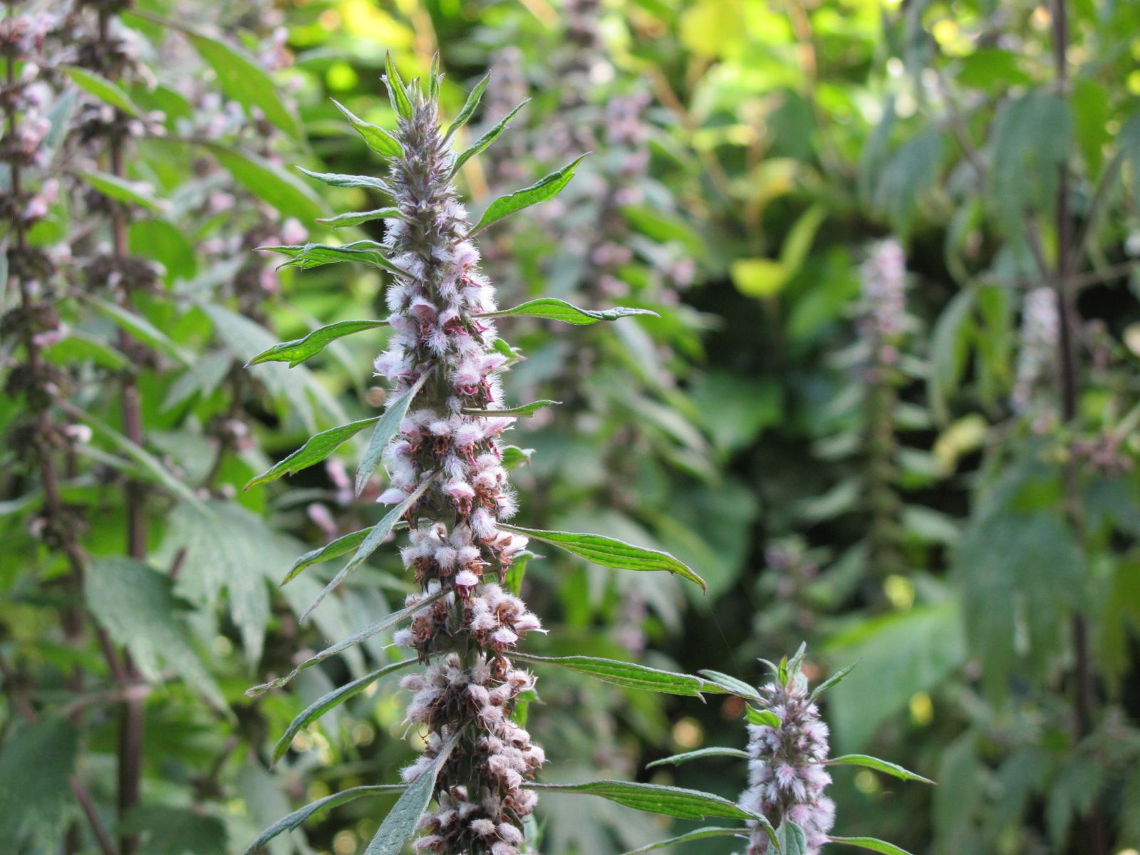 Motherwort herb - tincture 100 ml