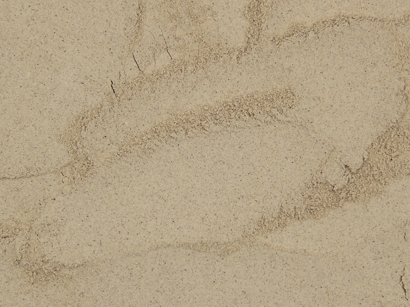 Dandelion root powder