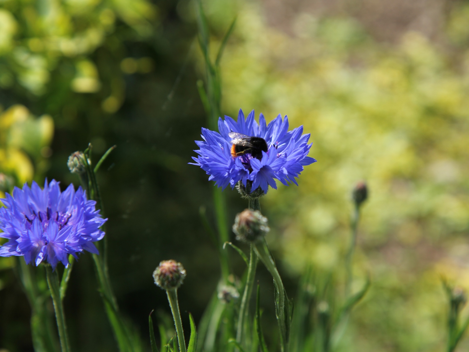 Bleuet avec calice