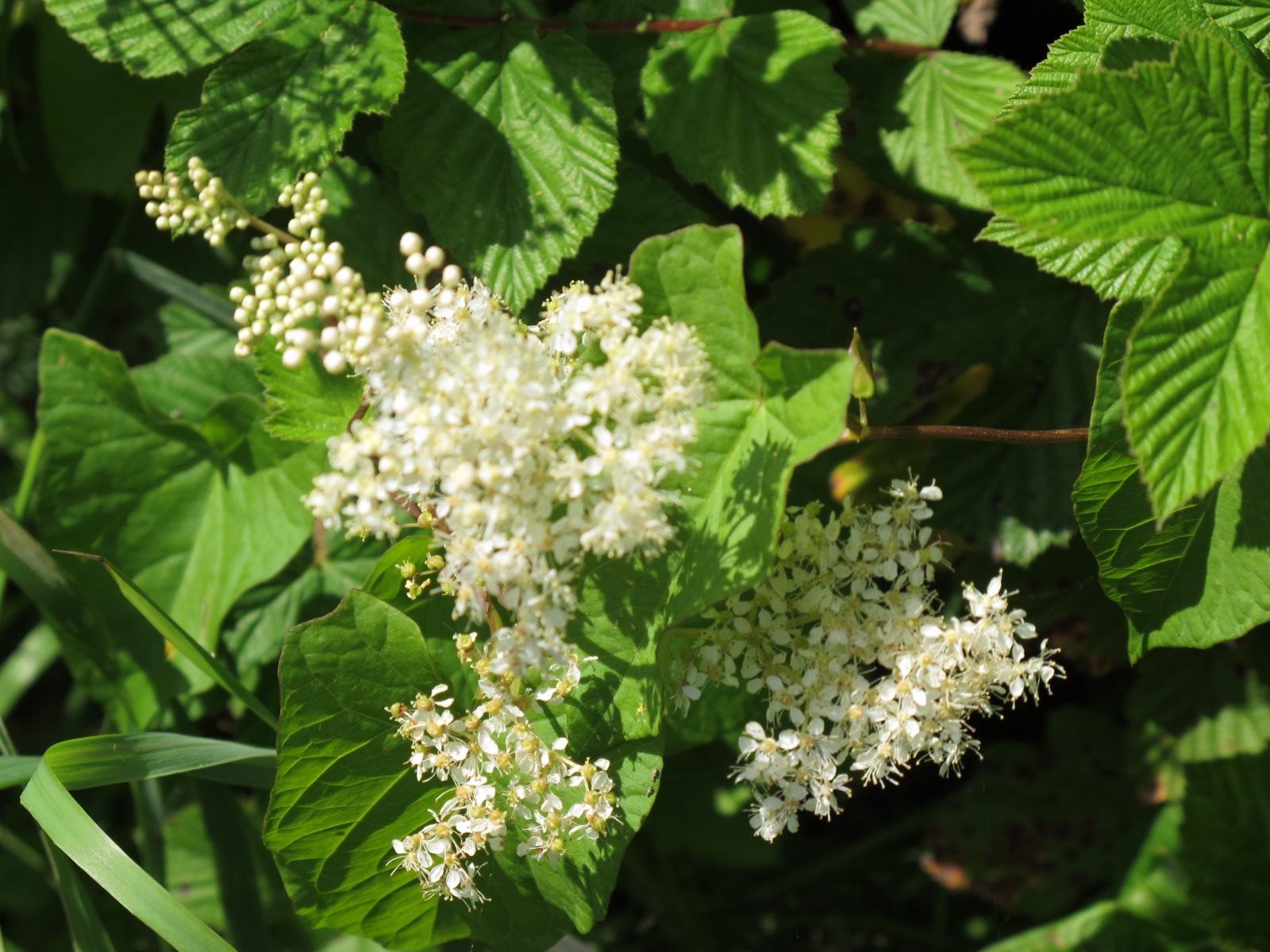 Meadowsweet flowers - tincture 100 ml