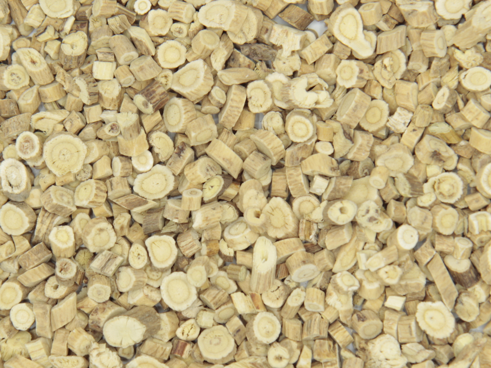 Astragale racine Astragale racine